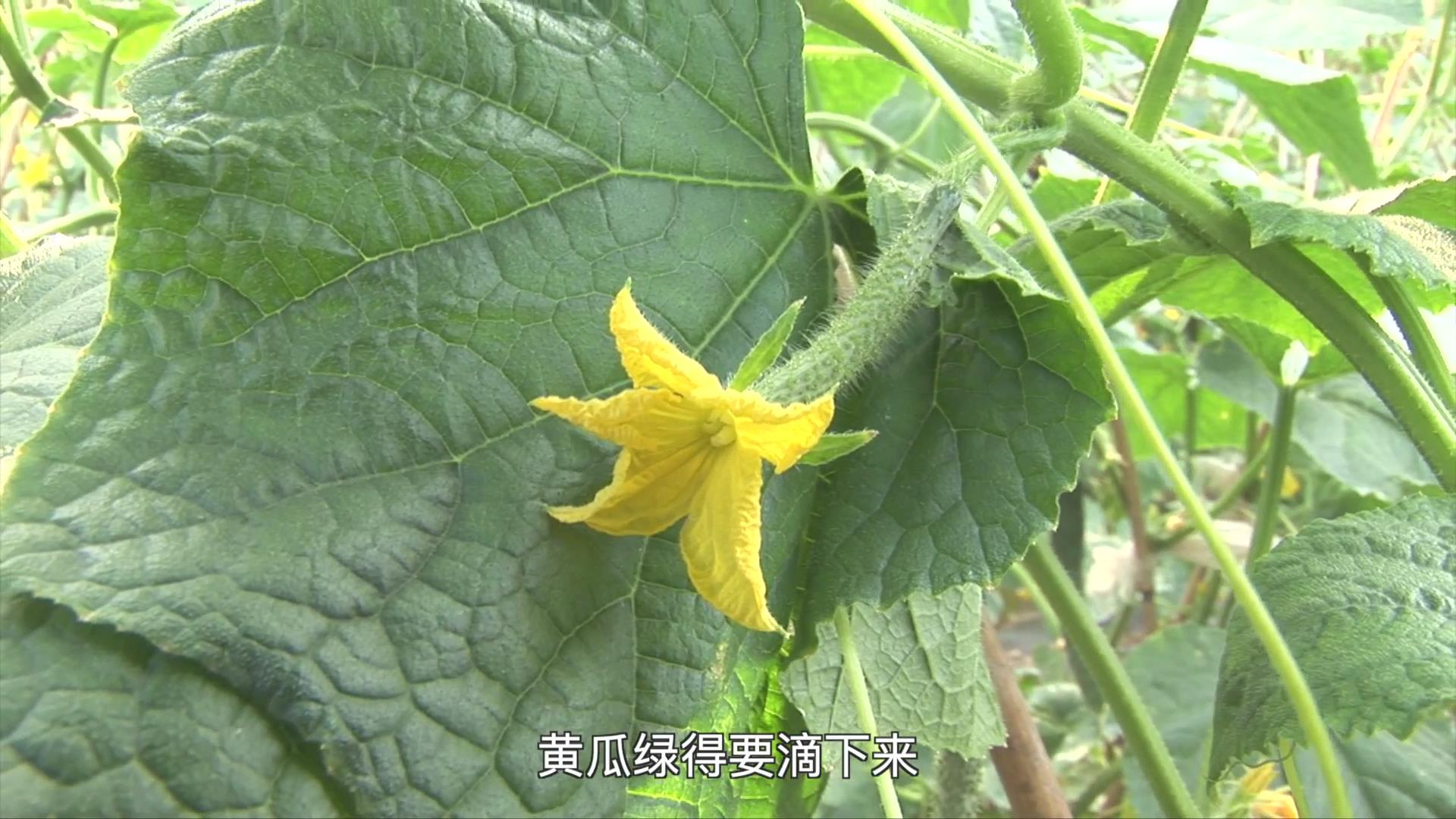 果（菜、茶）-沼-畜循环农业技术剧照