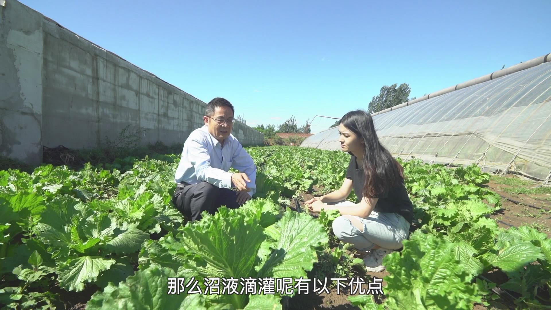果（菜、茶）-沼-畜循环农业技术剧照