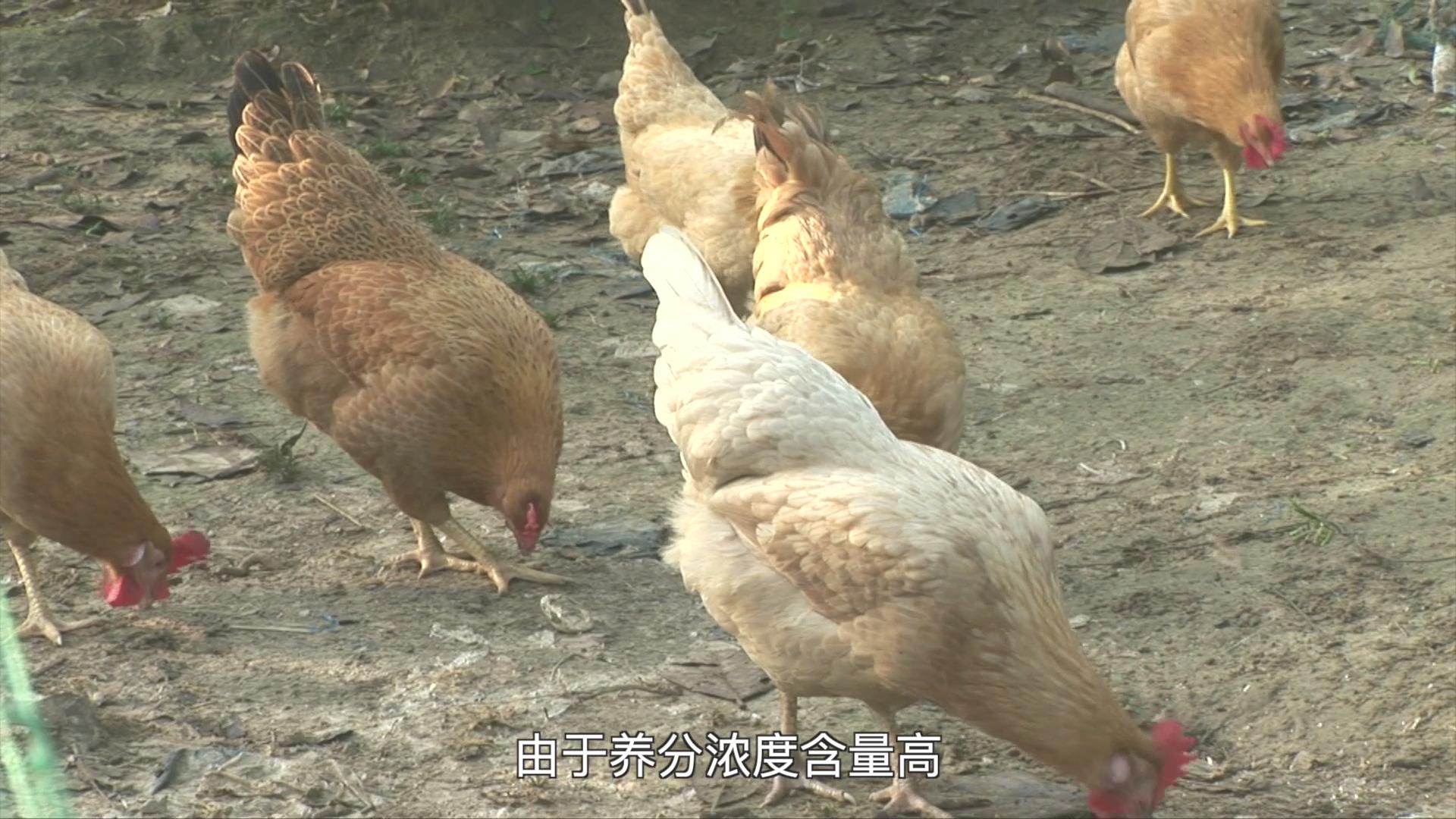 果（菜、茶）-沼-畜循环农业技术剧照