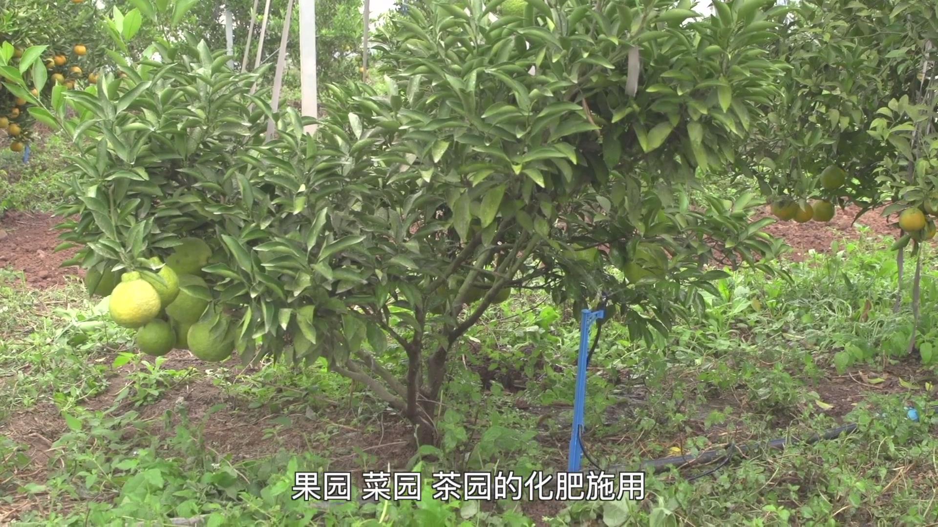 果（菜、茶）-沼-畜循环农业技术剧照