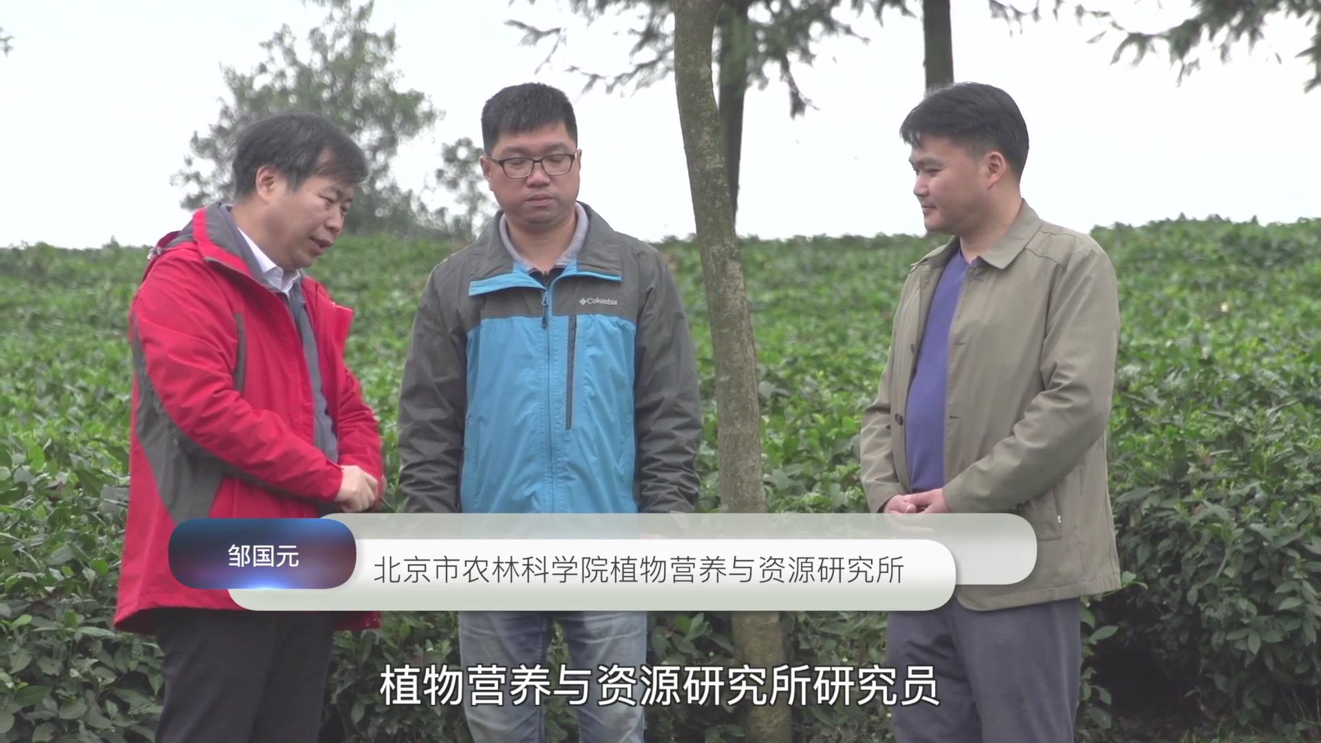 果（菜、茶）-沼-畜循环农业技术剧照