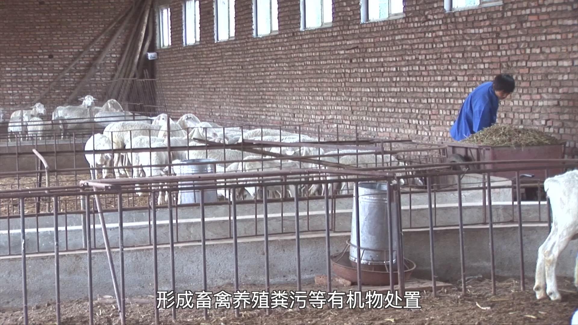 果（菜、茶）-沼-畜循环农业技术剧照