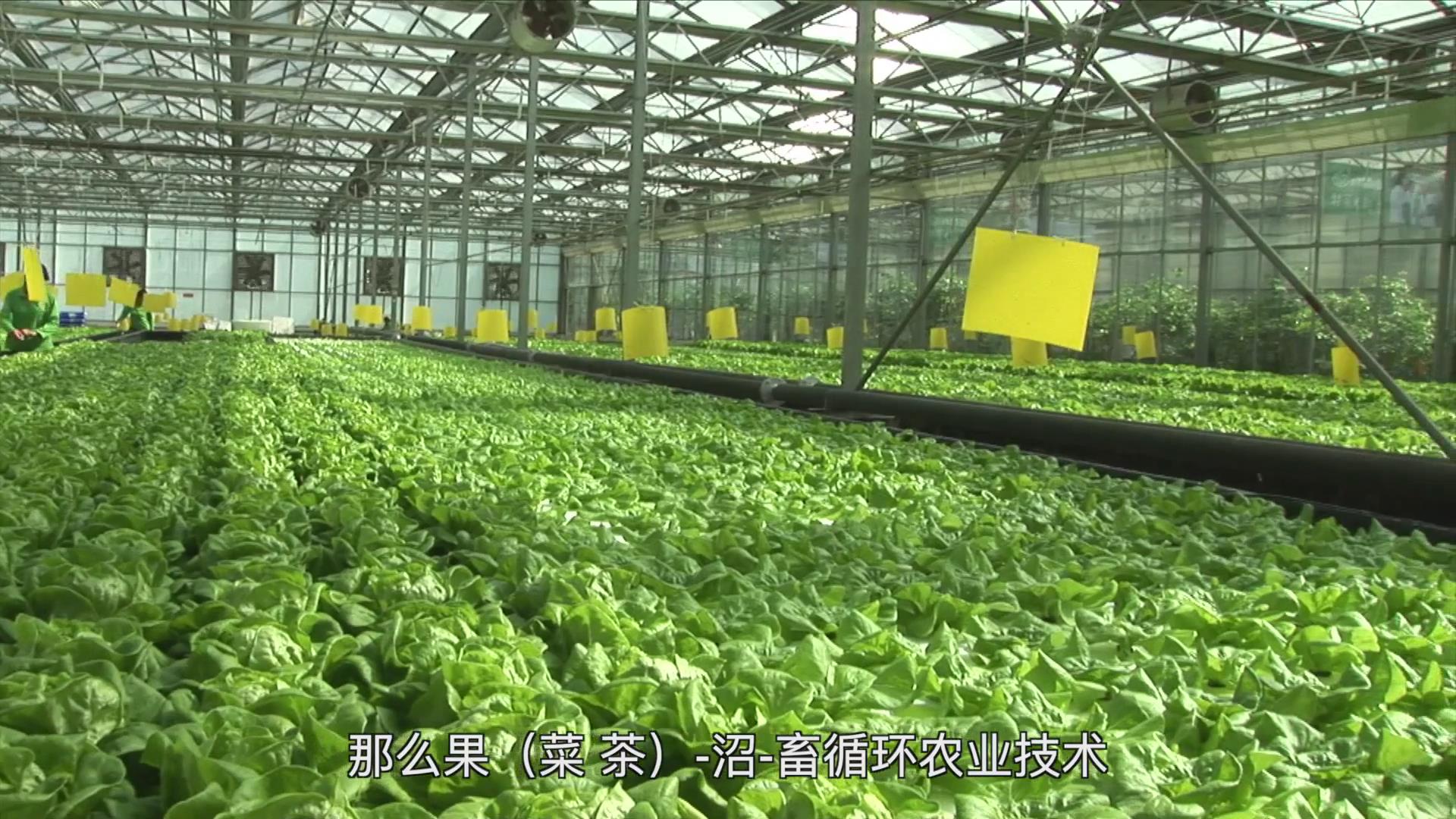 果（菜、茶）-沼-畜循环农业技术剧照
