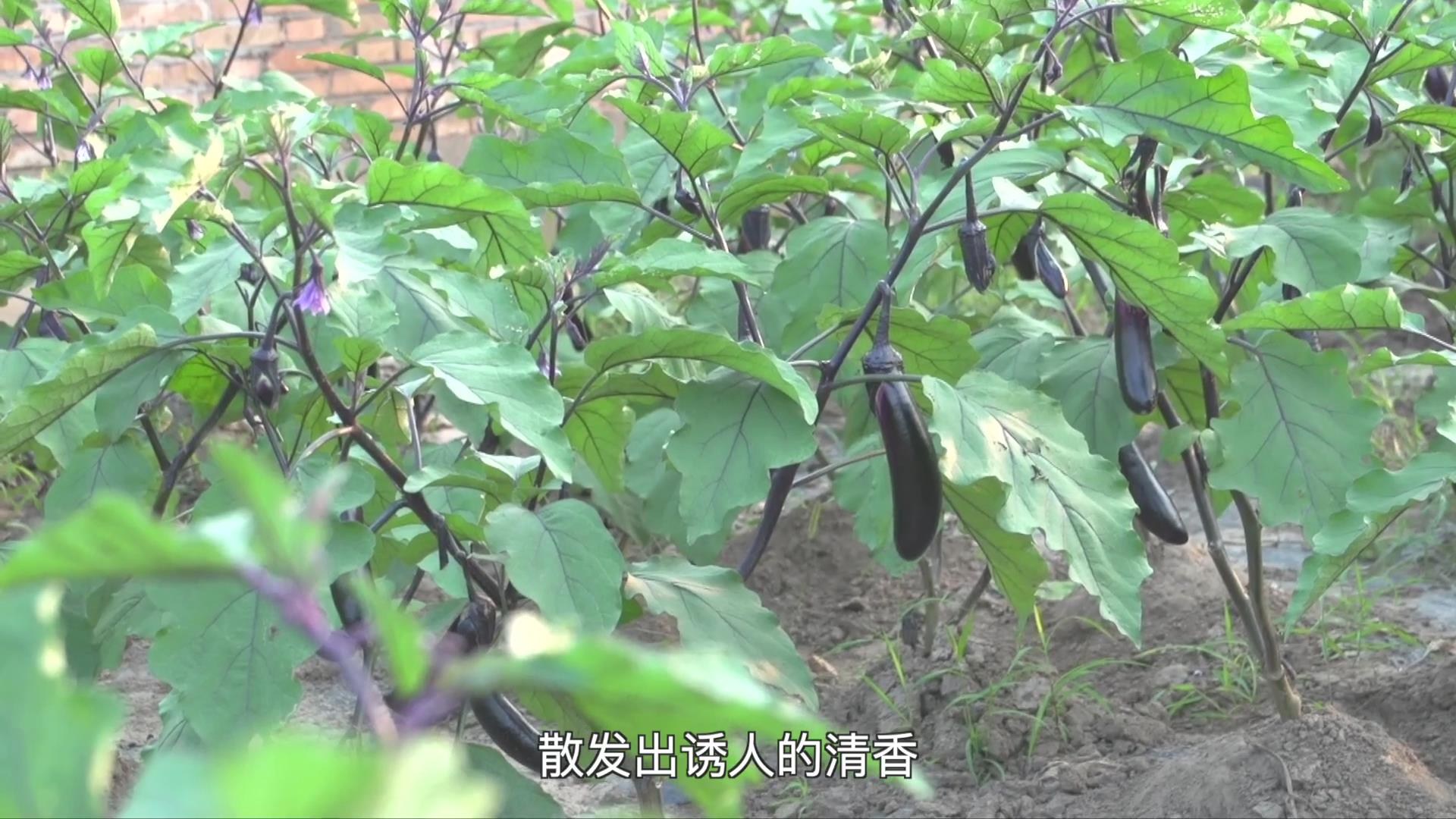 果（菜、茶）-沼-畜循环农业技术剧照