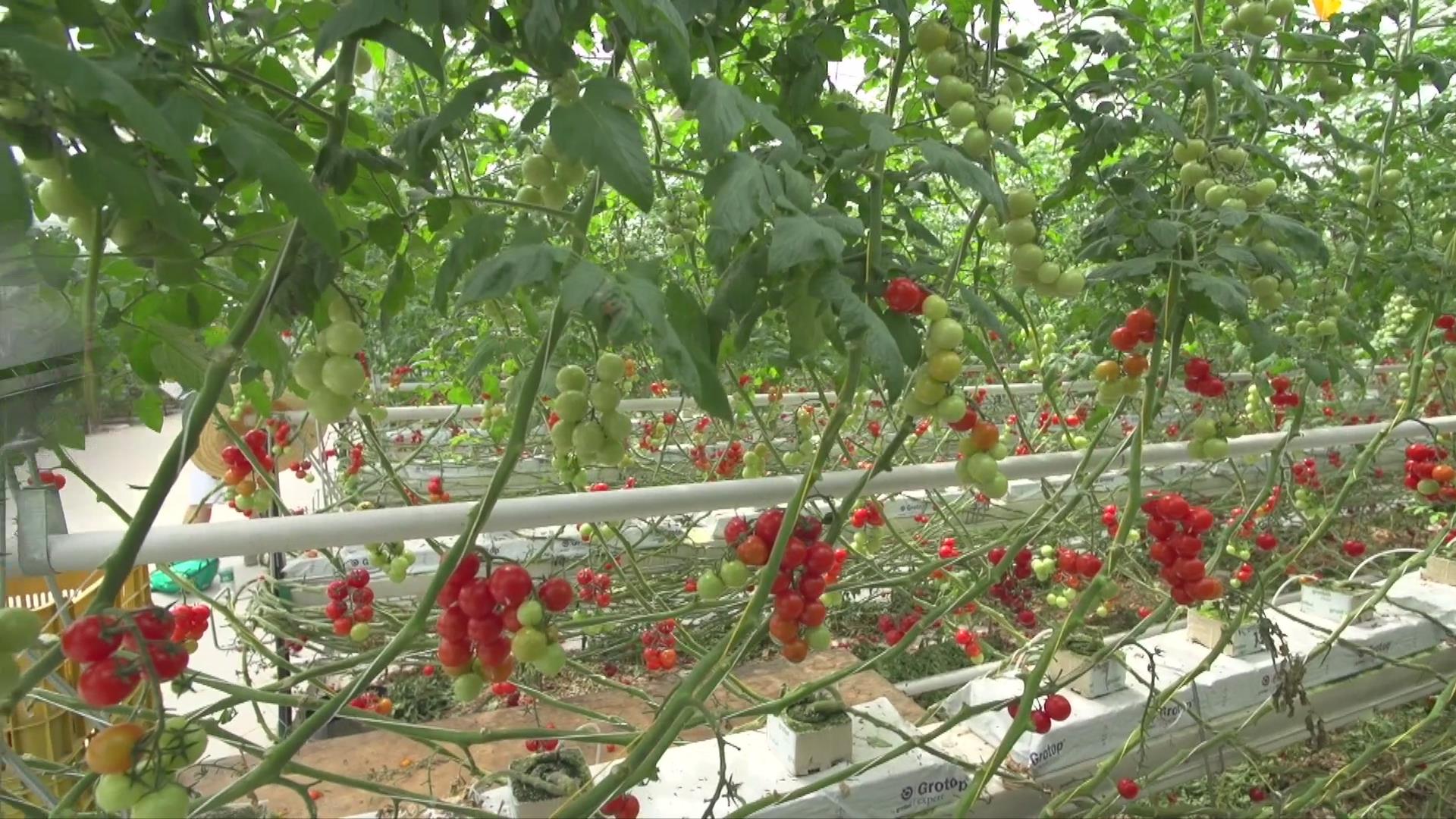 果（菜、茶）-沼-畜循环农业技术剧照