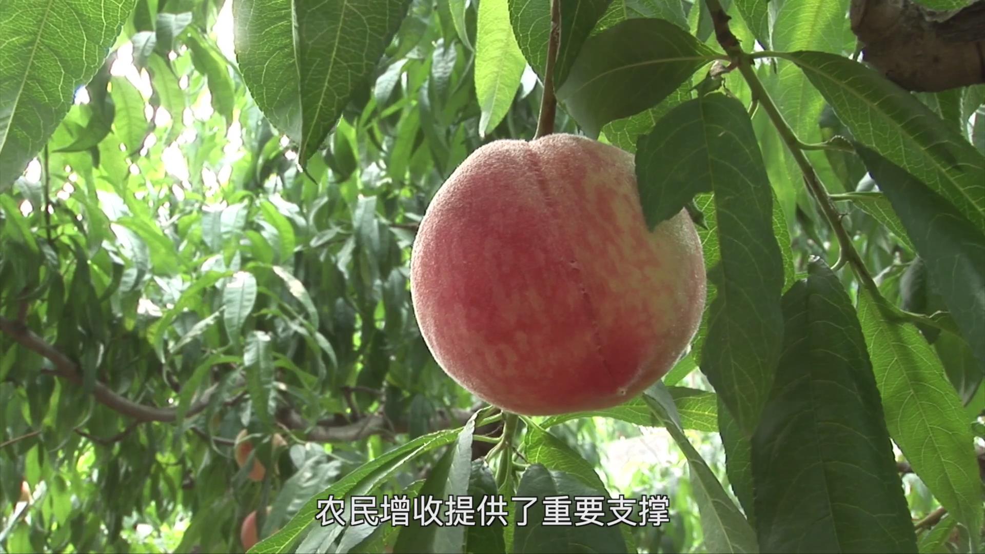 果（菜、茶）-沼-畜循环农业技术剧照
