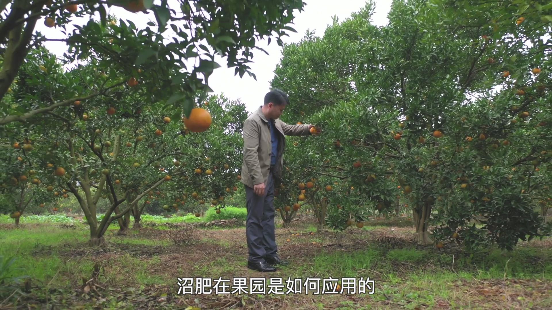 果（菜、茶）-沼-畜循环农业技术剧照
