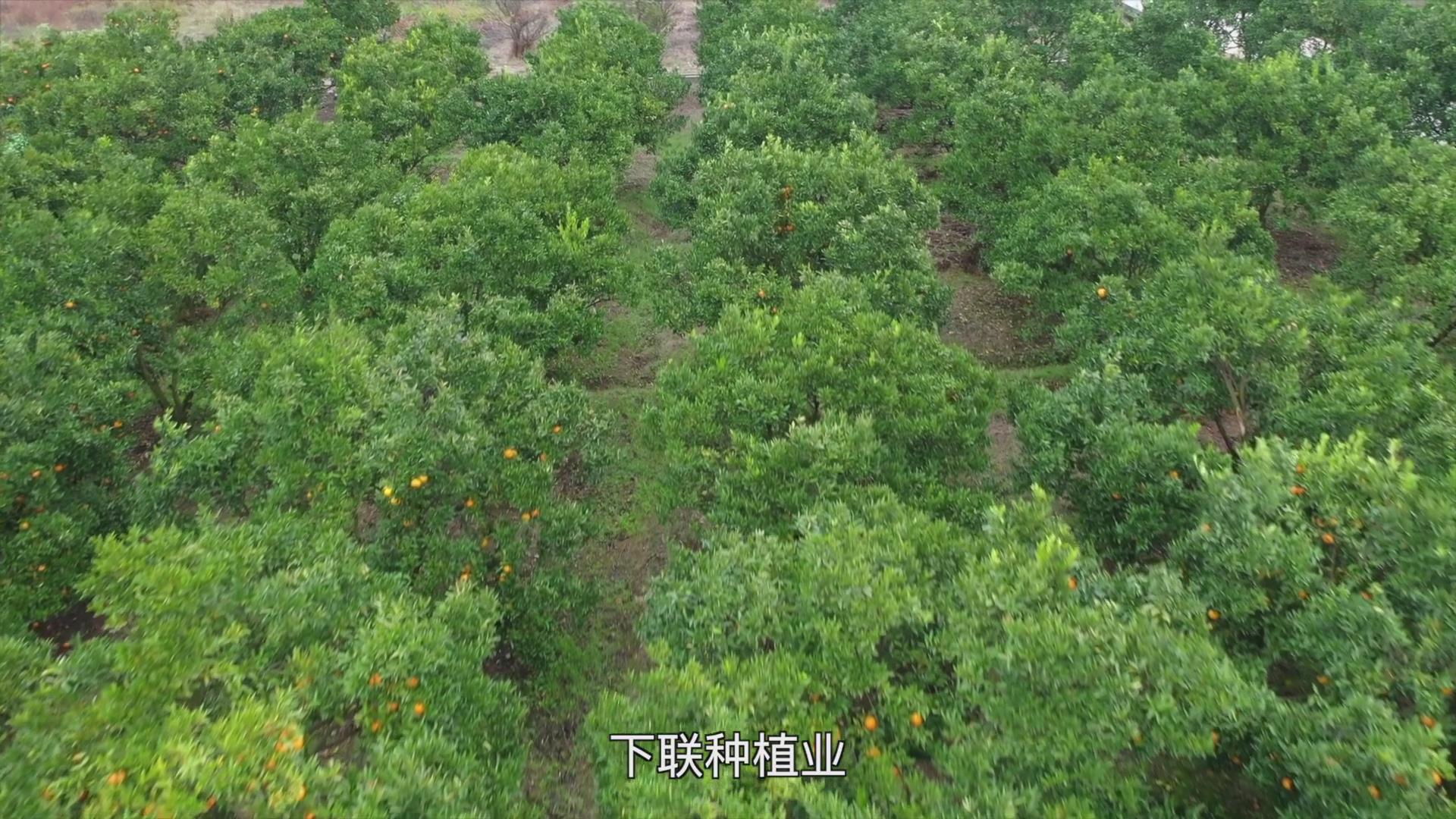 果（菜、茶）-沼-畜循环农业技术剧照