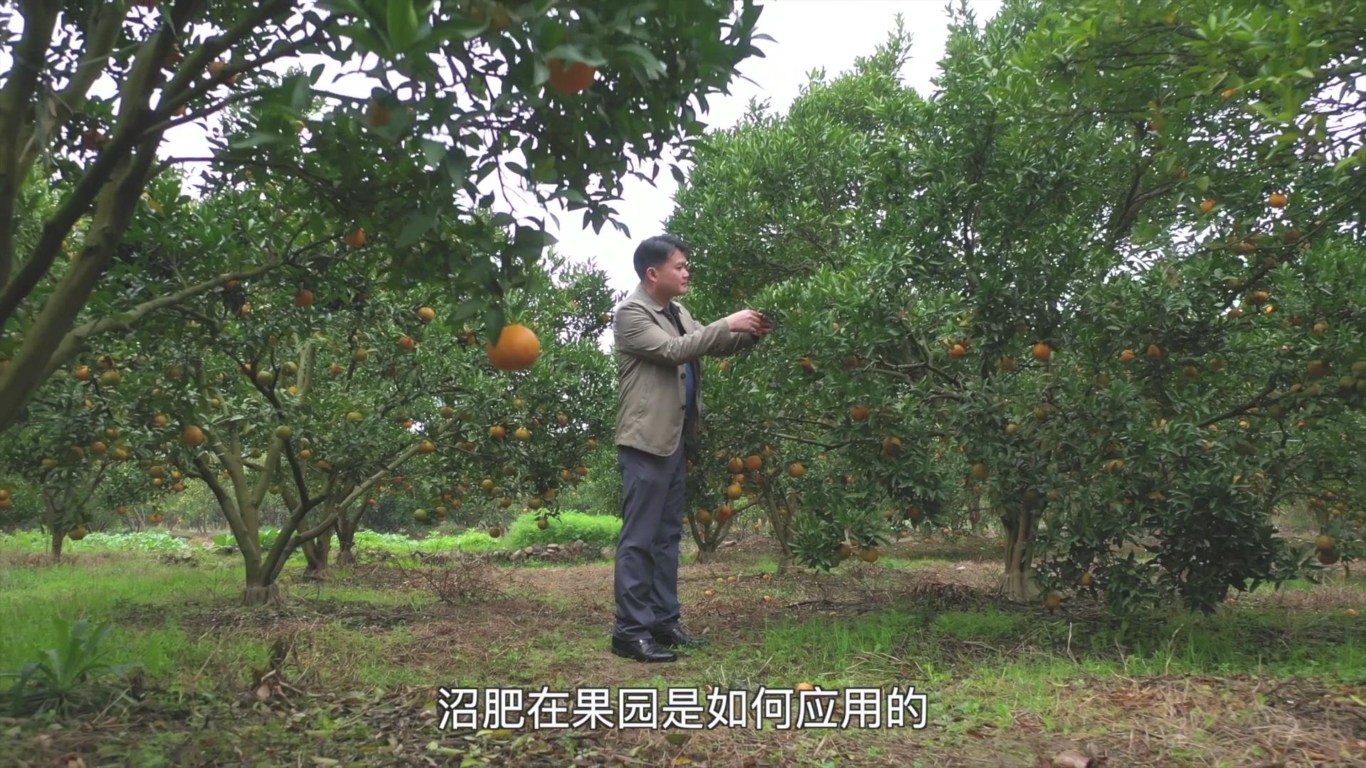 果（菜、茶）-沼-畜循环农业技术剧照